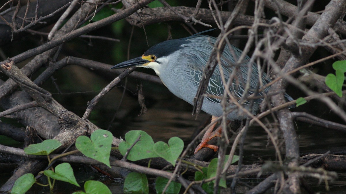 Striated Heron - ML39387301