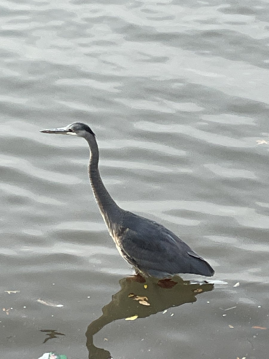 Great Blue Heron - Marcella Durand