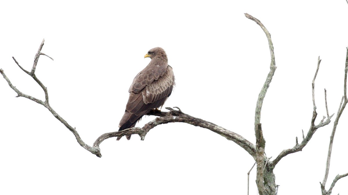 Black Kite (Yellow-billed) - ML39387311