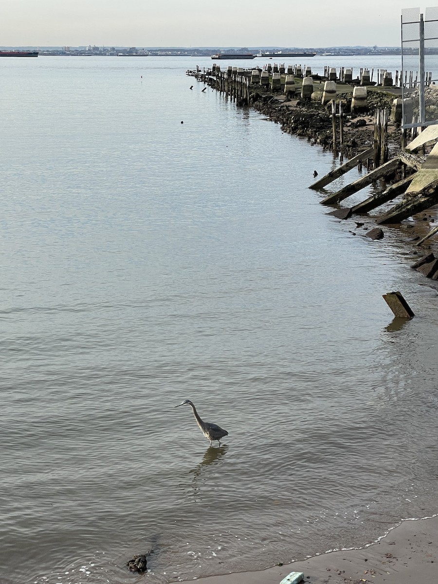 Great Blue Heron - Marcella Durand