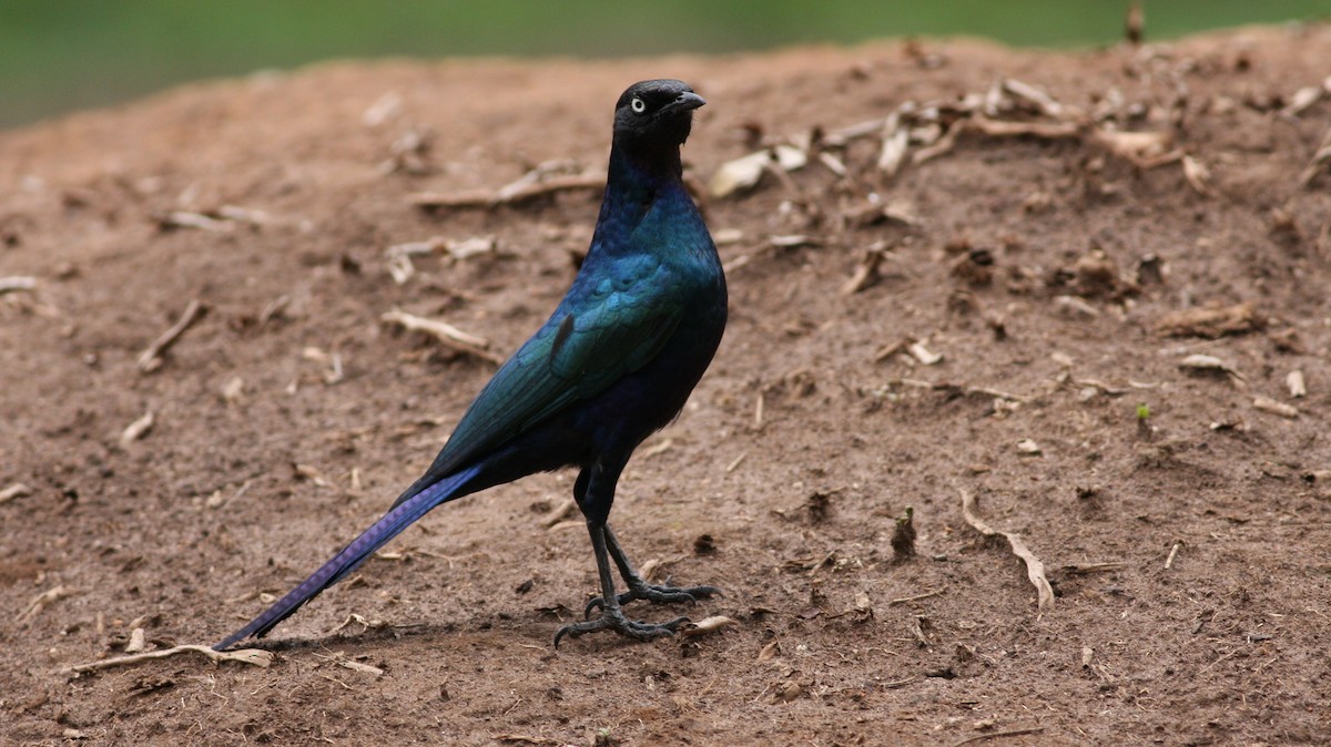 Rüppell's Starling - ML39387331