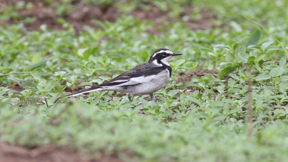 African Pied Wagtail - ML39387381