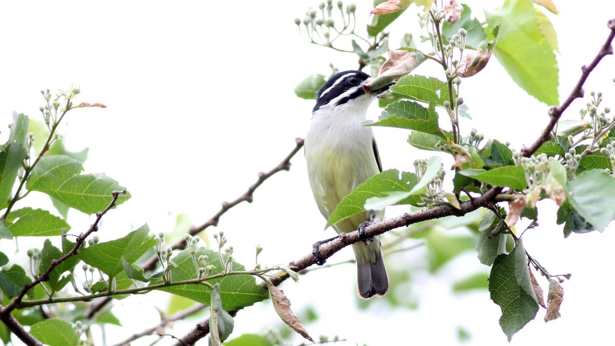 Küçük Maskeli Cüce Barbet - ML39387481