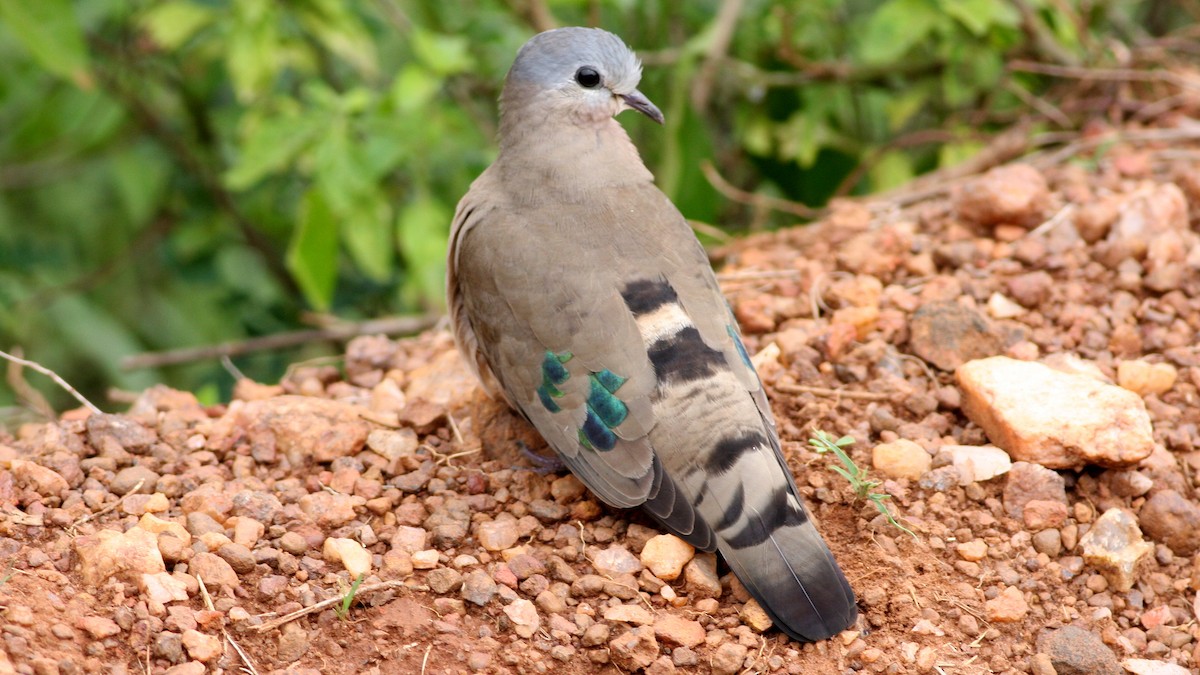 Emerald-spotted Wood-Dove - Nate Swick