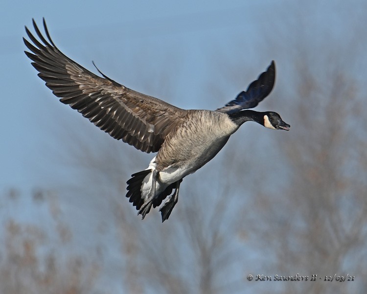 Canada Goose - ML393876091