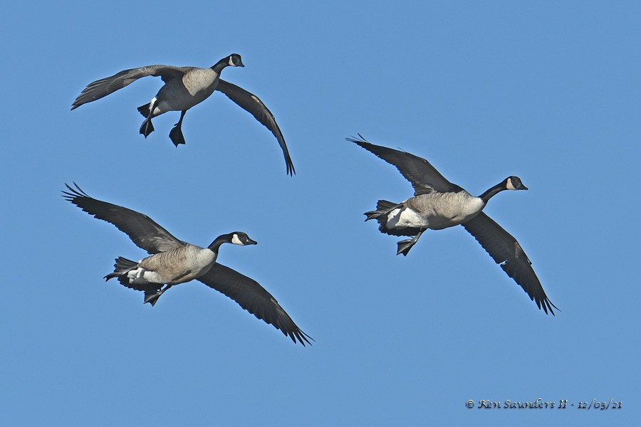 Canada Goose - ML393876101