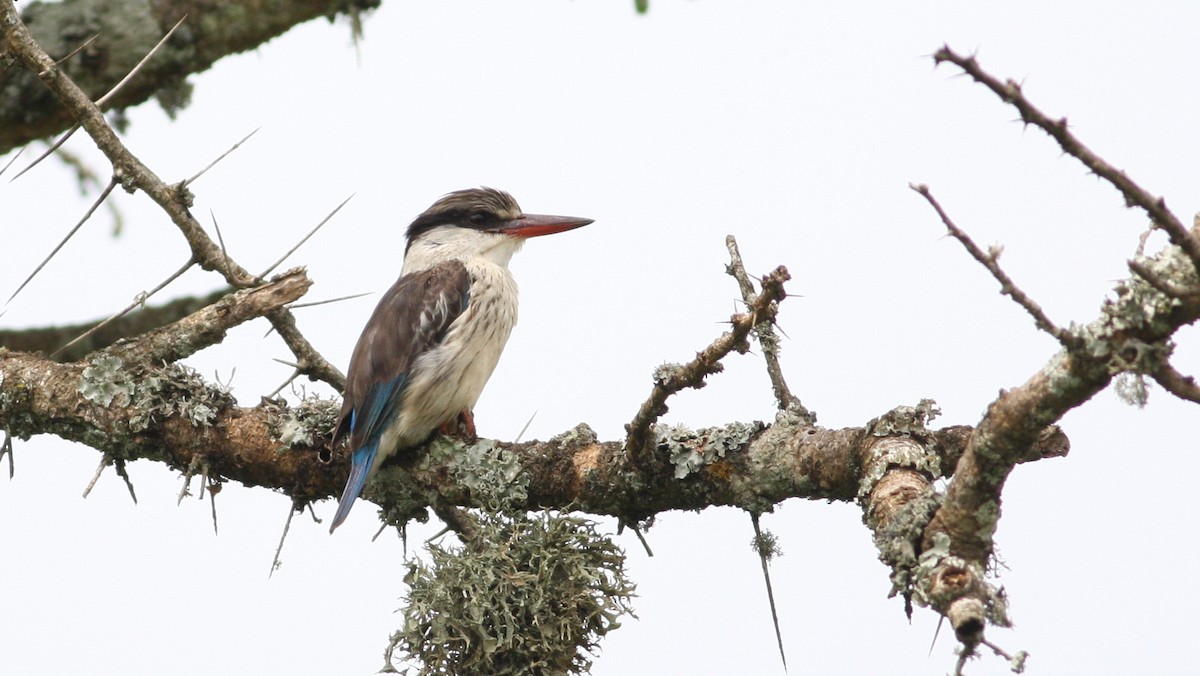 Striped Kingfisher - Nate Swick