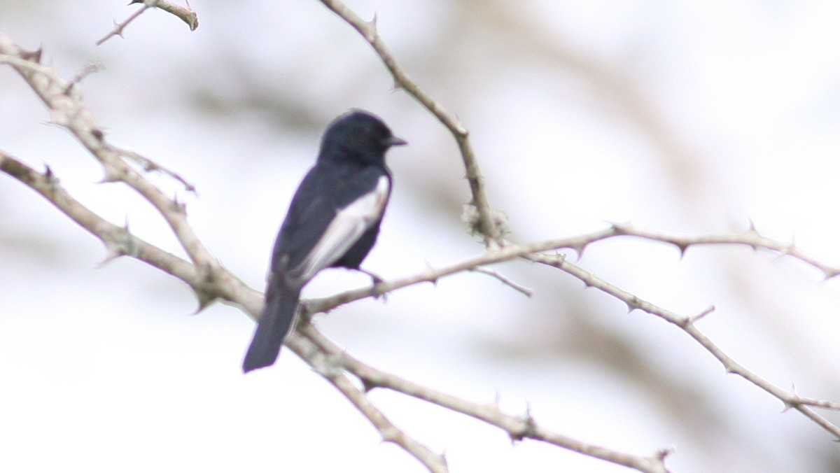 White-winged Black-Tit - ML39387651