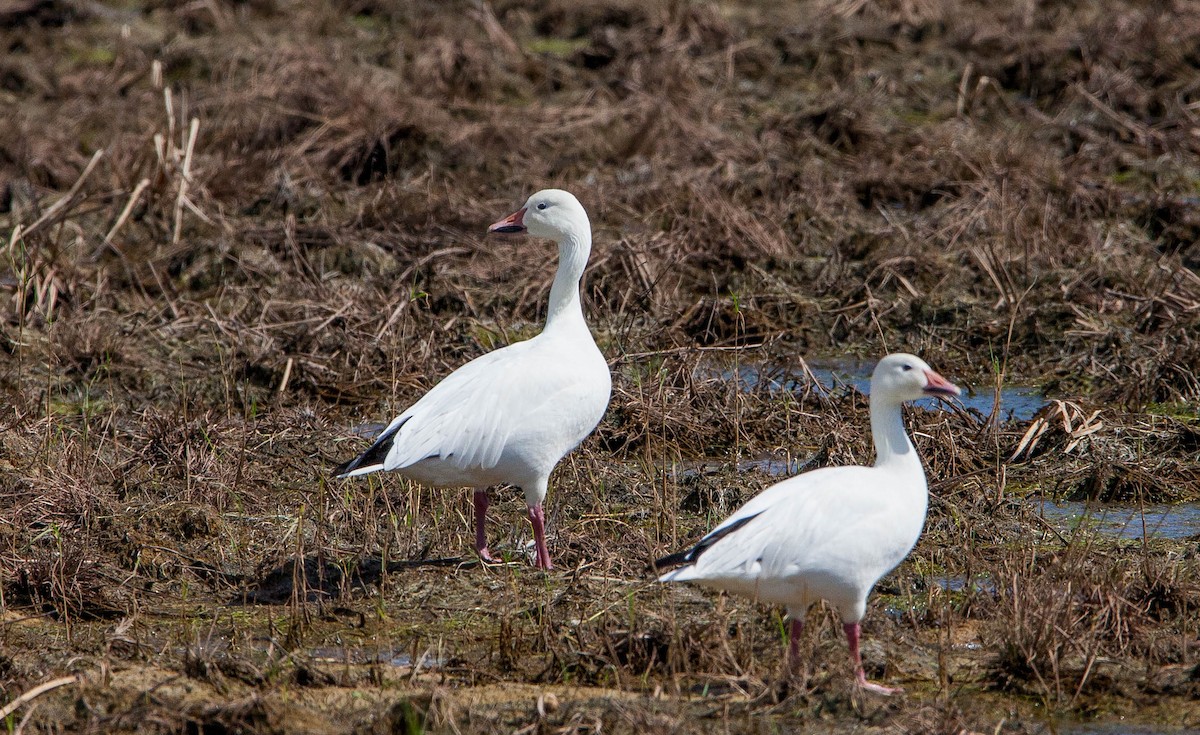 Snow Goose - ML393876741