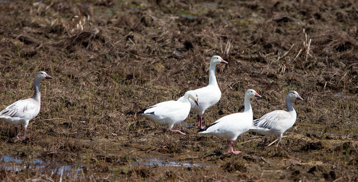 Snow Goose - ML393876761