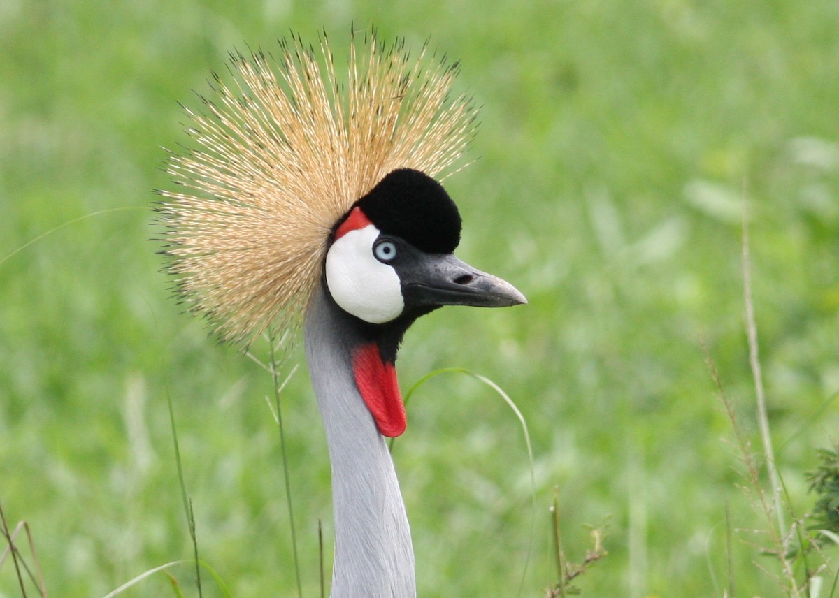 Gray Crowned-Crane - ML39387691