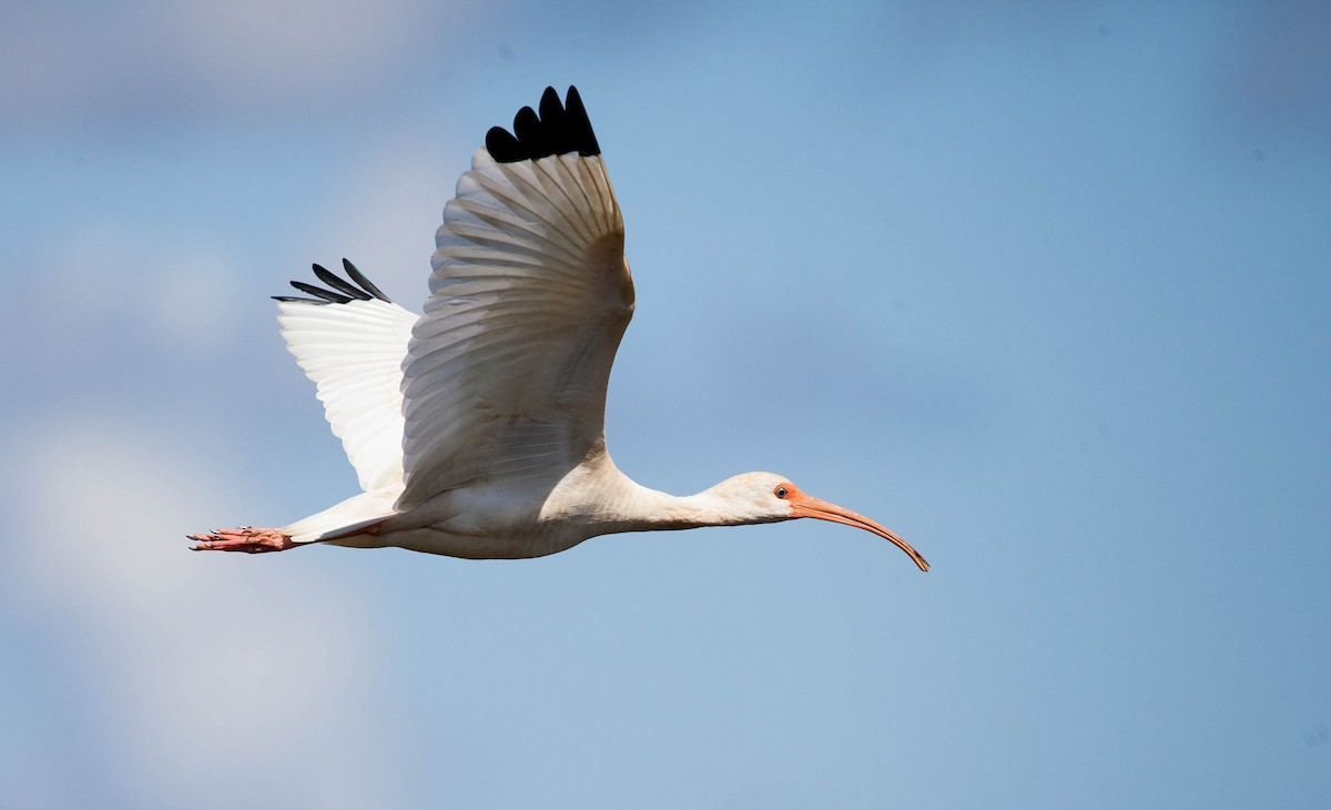 White Ibis - ML393877041