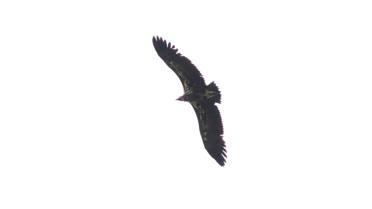 Lappet-faced Vulture - ML39387711