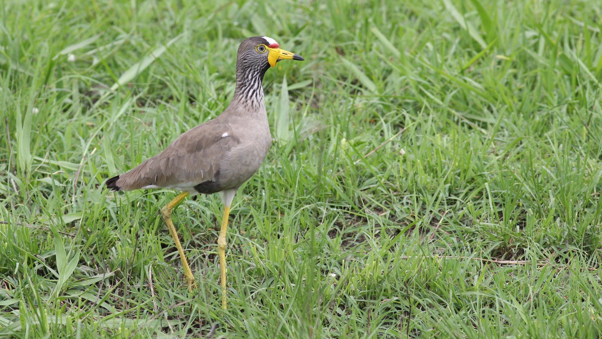 Wattled Lapwing - ML39387731