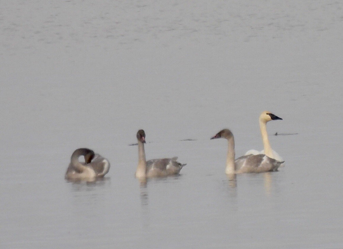 Trumpeter Swan - ML393878801