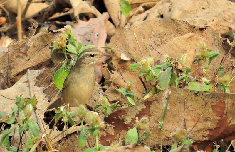 Radde's Warbler - ML393879591