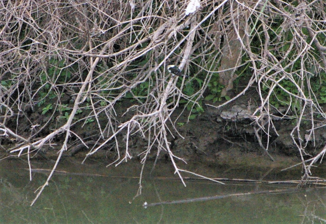 Green Kingfisher - ML393879881