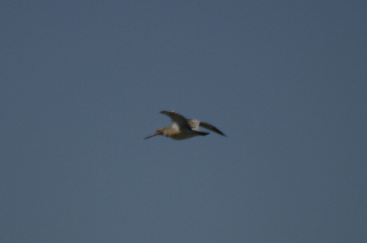 Bar-tailed Godwit - Anonymous