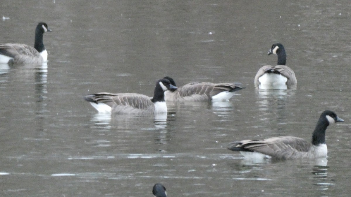 Canada Goose - ML393880221