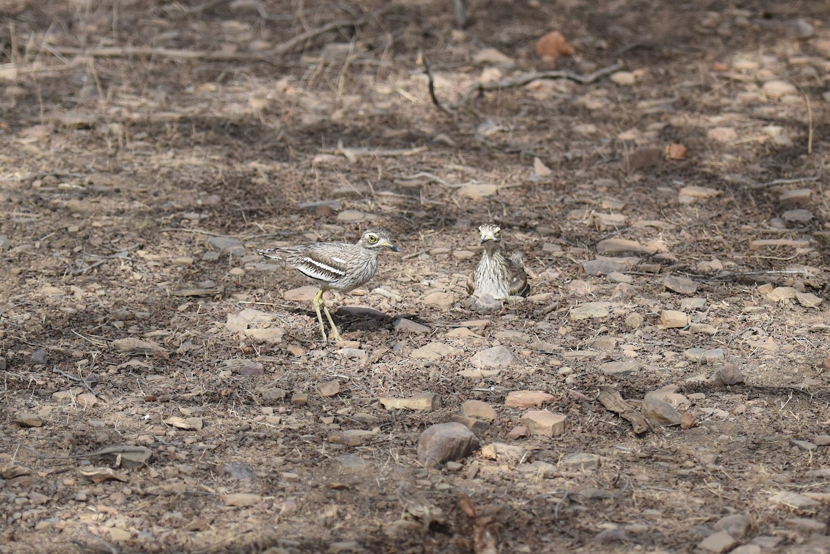 Indian Thick-knee - ML393881241