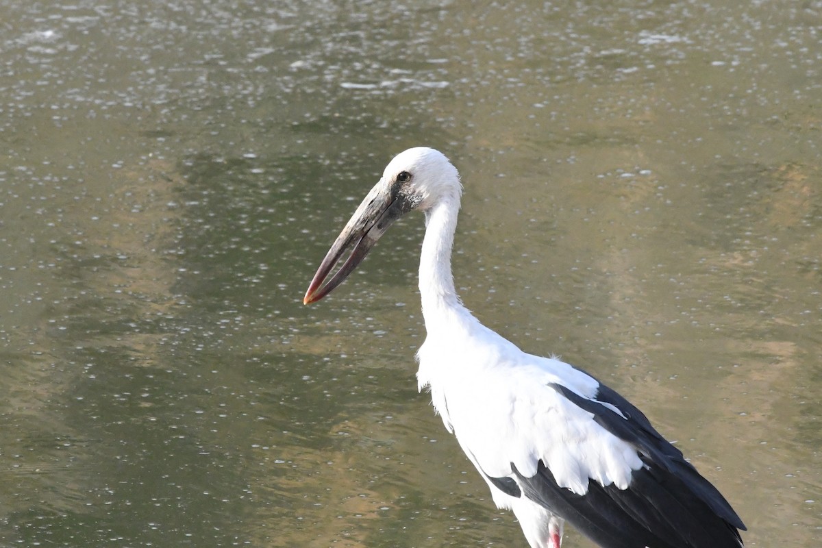 Asian Openbill - ML393881491