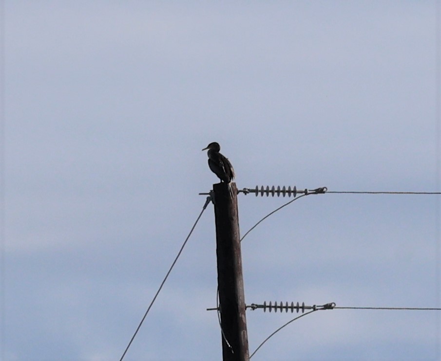 Neotropic Cormorant - ML393881971