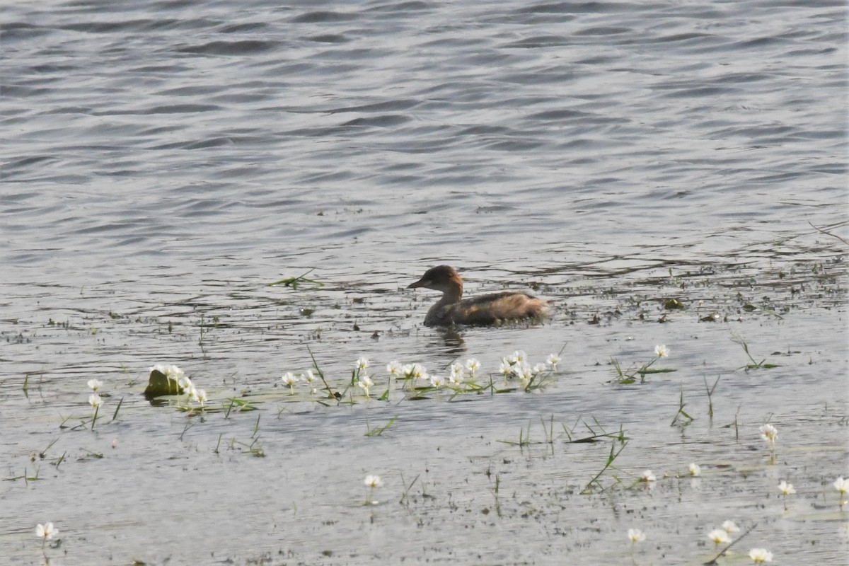 Little Grebe - ML393882111