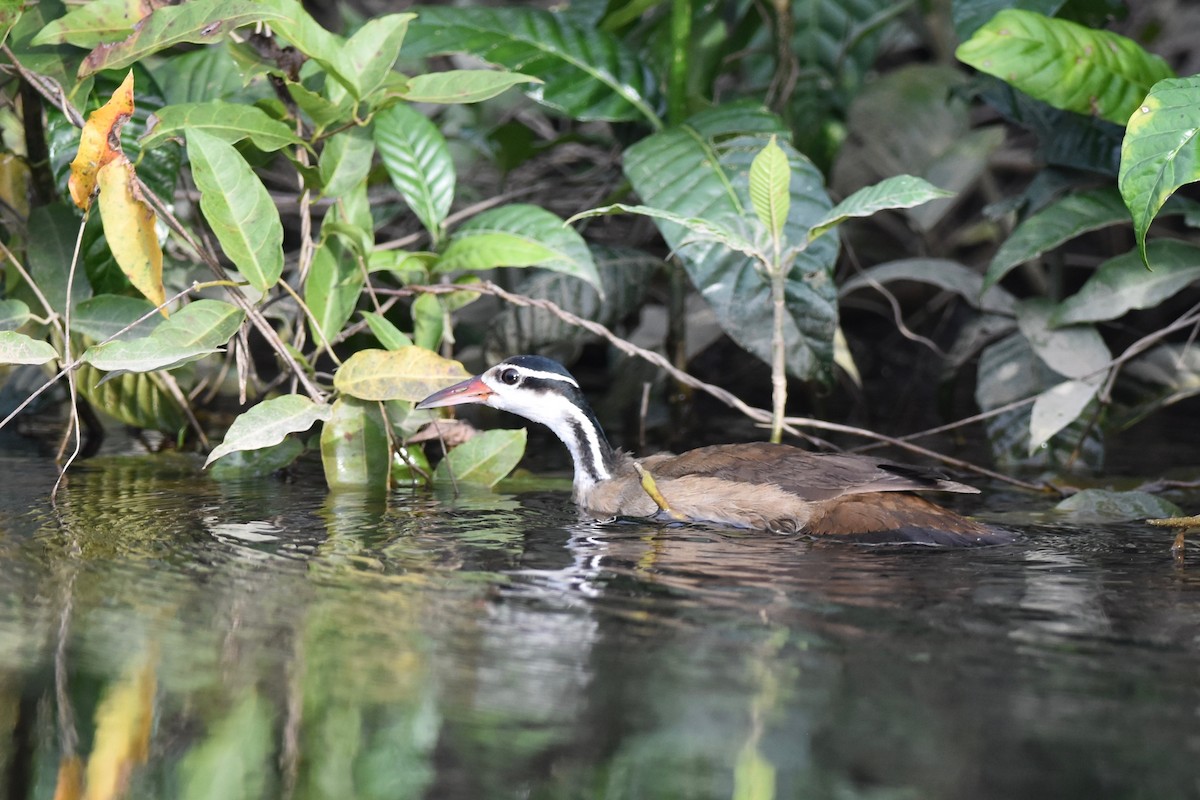 Sungrebe - Antoine Reboul