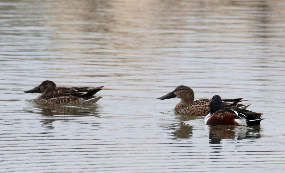 Northern Shoveler - ML393883411