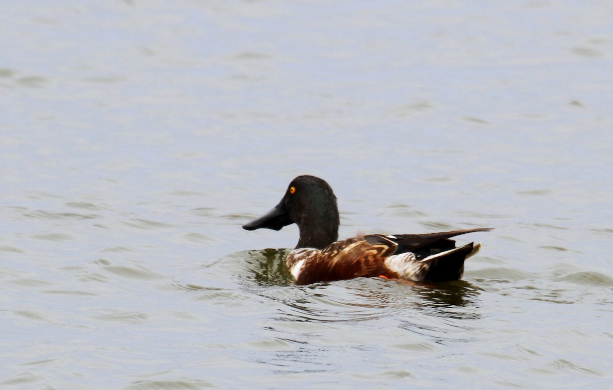 Northern Shoveler - ML393883421