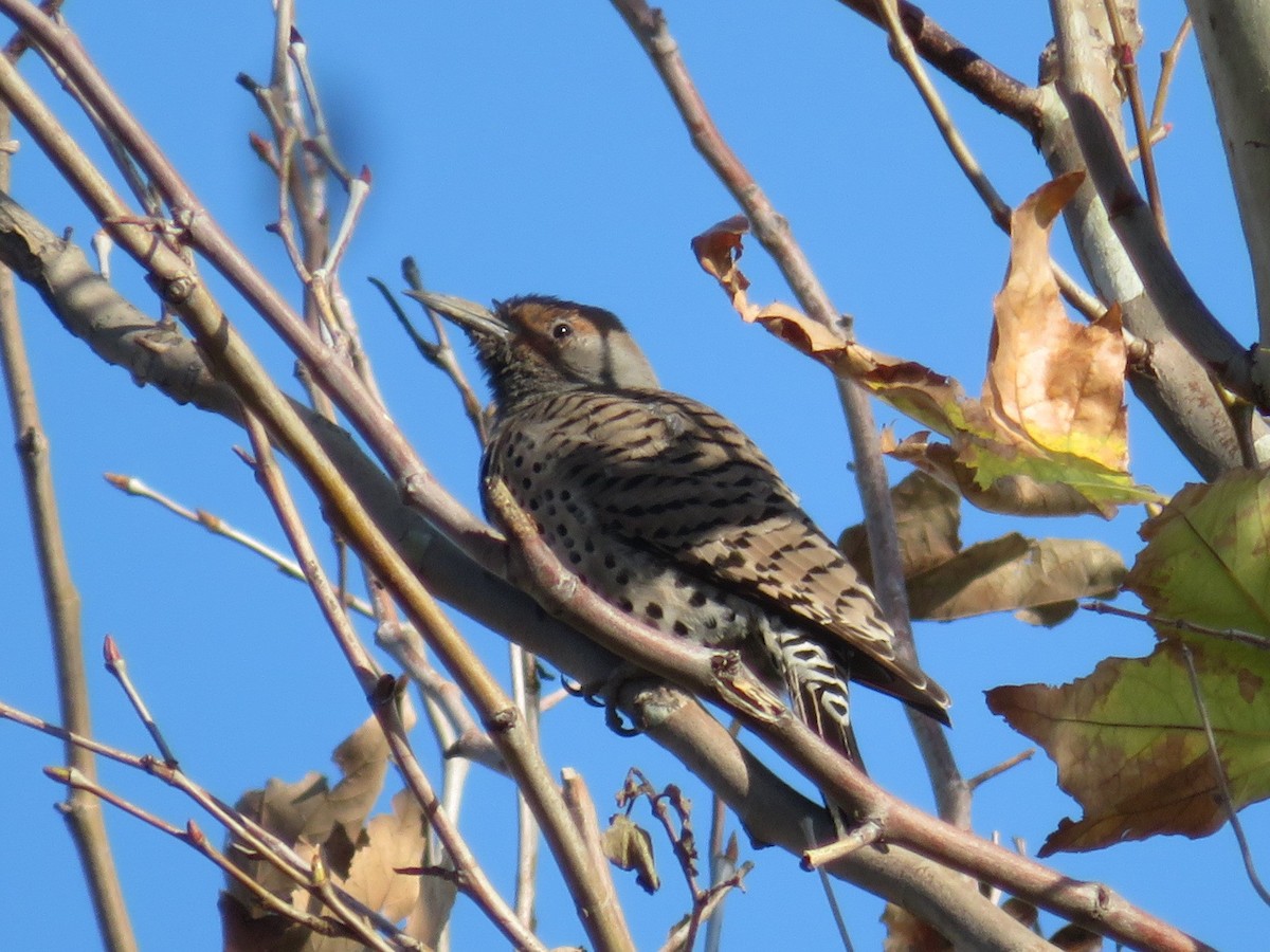 Northern Flicker - ML393884061