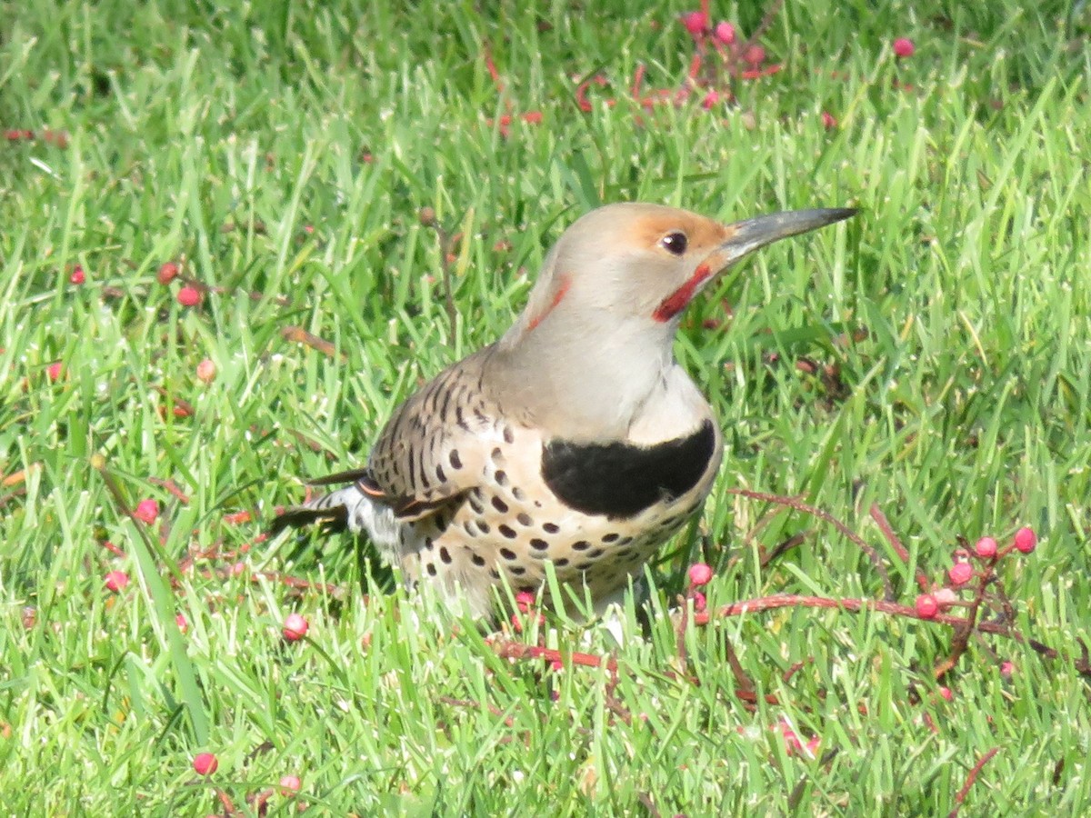 Northern Flicker - ML393884071