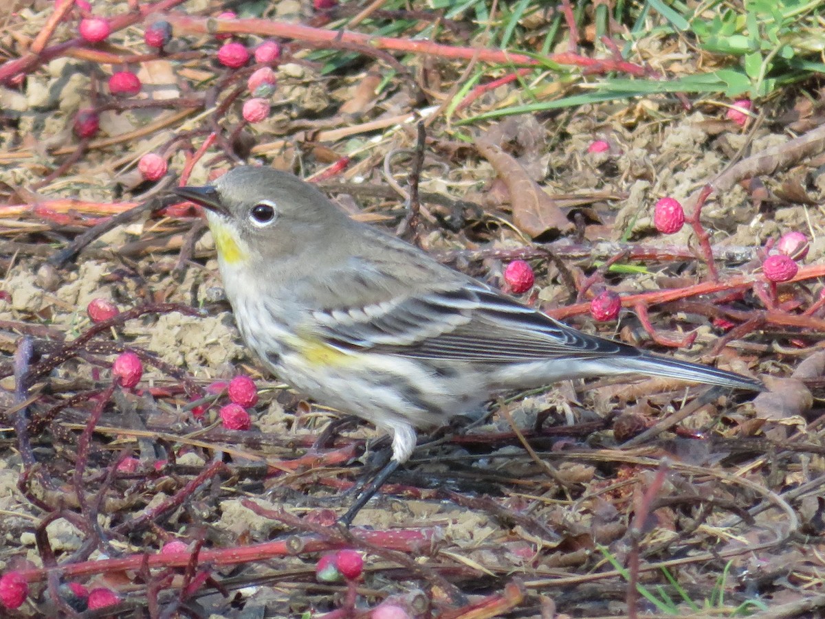 Yellow-rumped Warbler (Audubon's) - ML393884101
