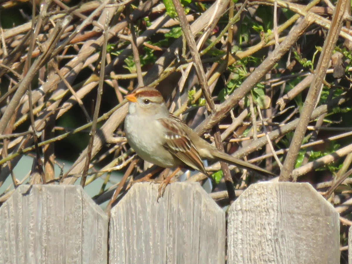 White-crowned Sparrow - ML393884231