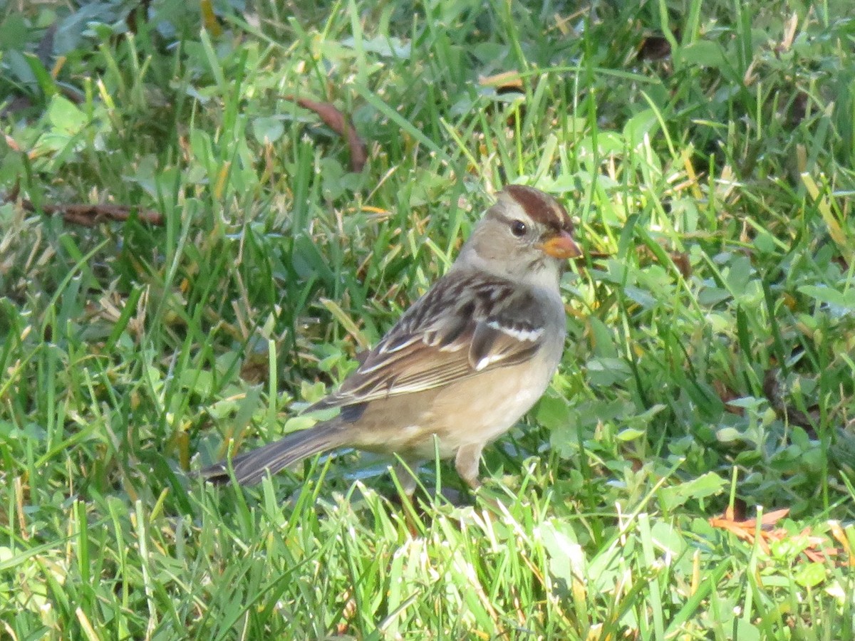 White-crowned Sparrow - ML393884251