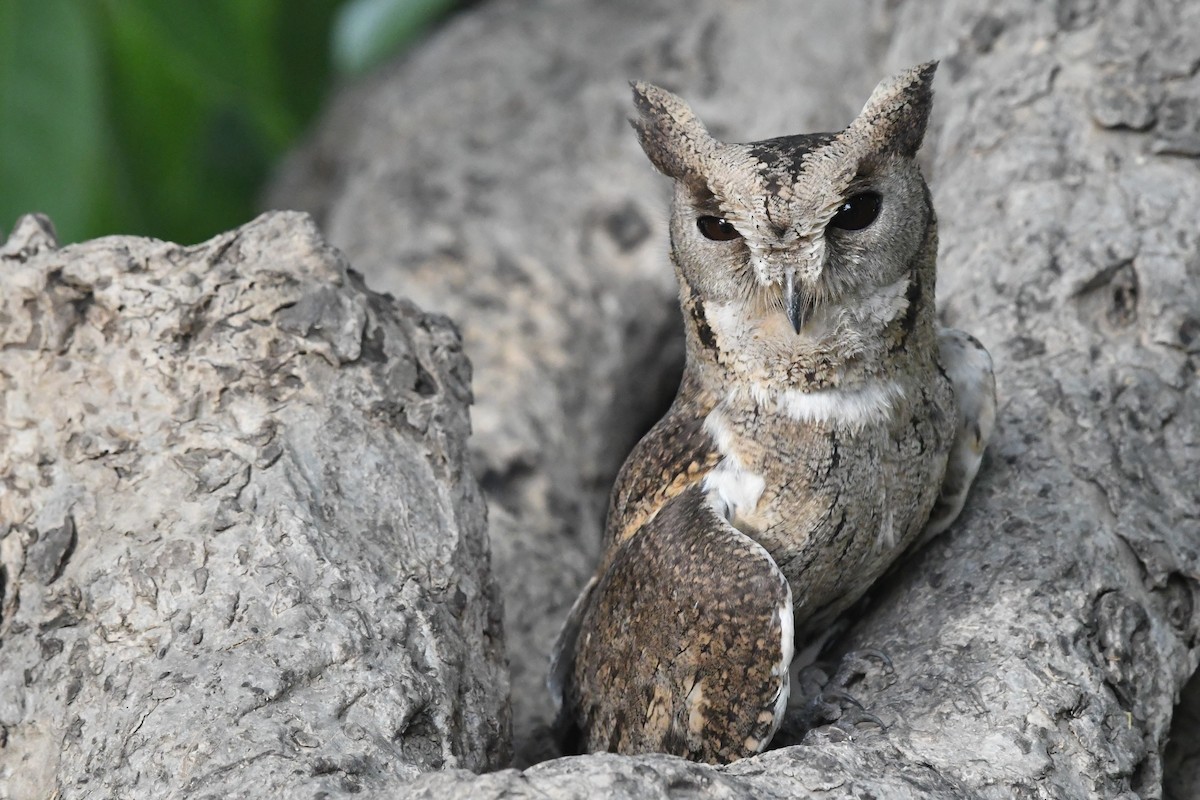 Indian Scops-Owl - ML393884901