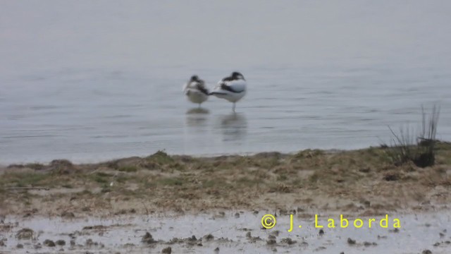 Pied Avocet - ML393885301