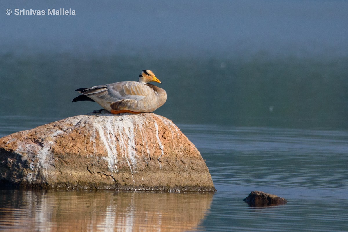 Bar-headed Goose - ML393886271