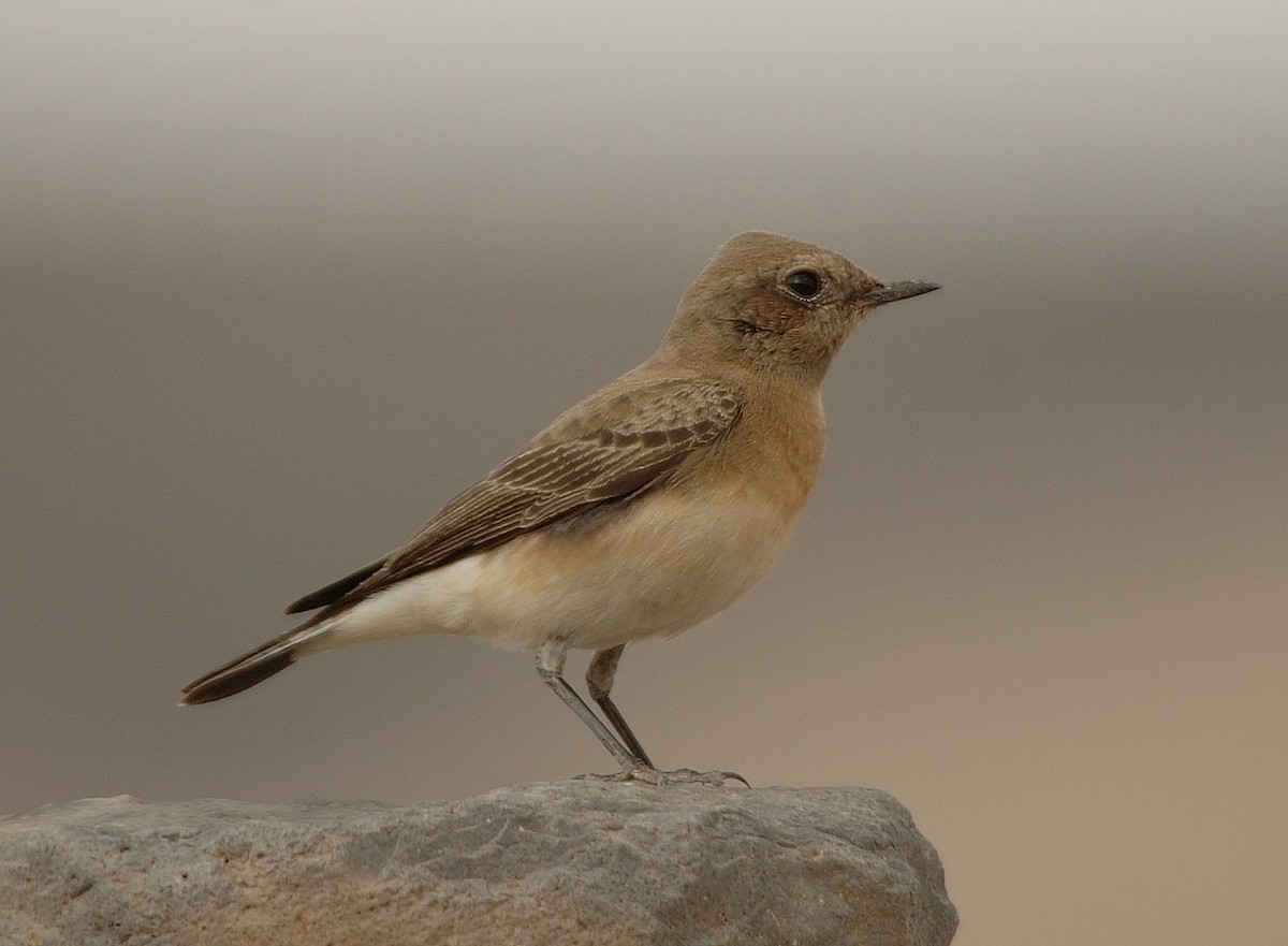 Pied Wheatear - ML39388671