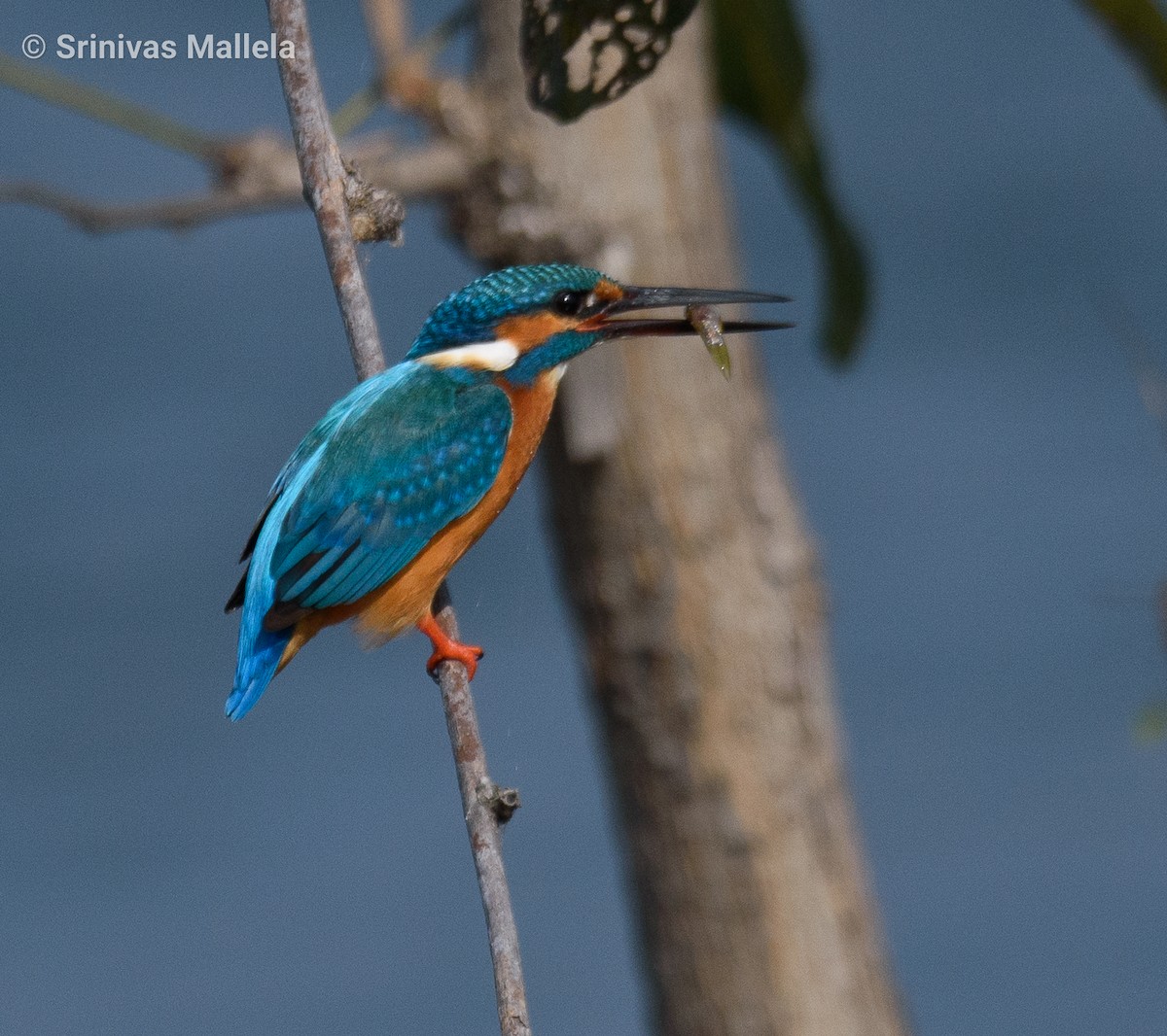 Common Kingfisher - ML393886751