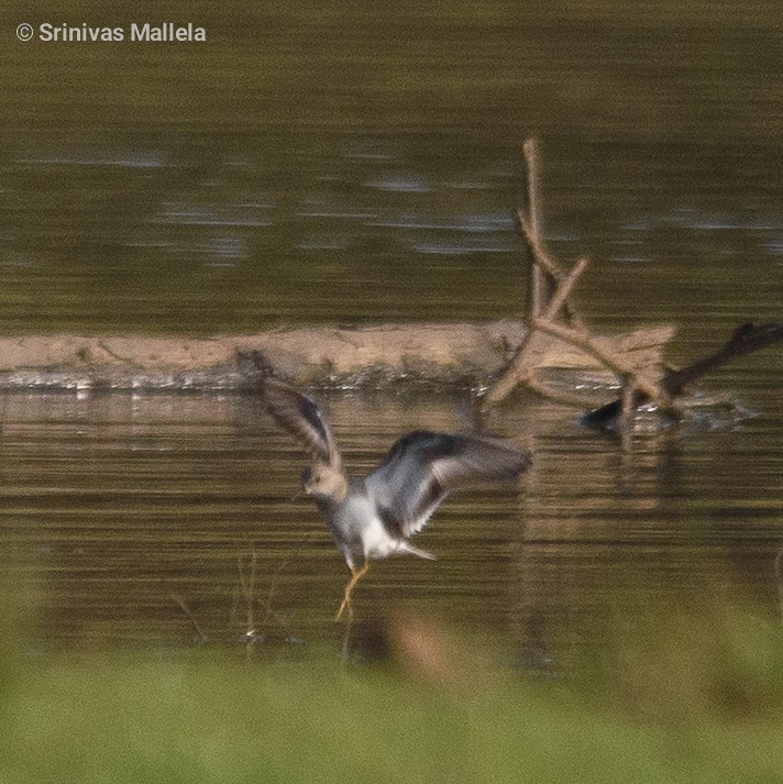 Temminck's Stint - ML393887141