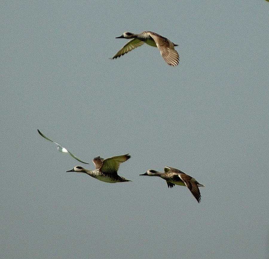 Marbled Duck - ML39388791