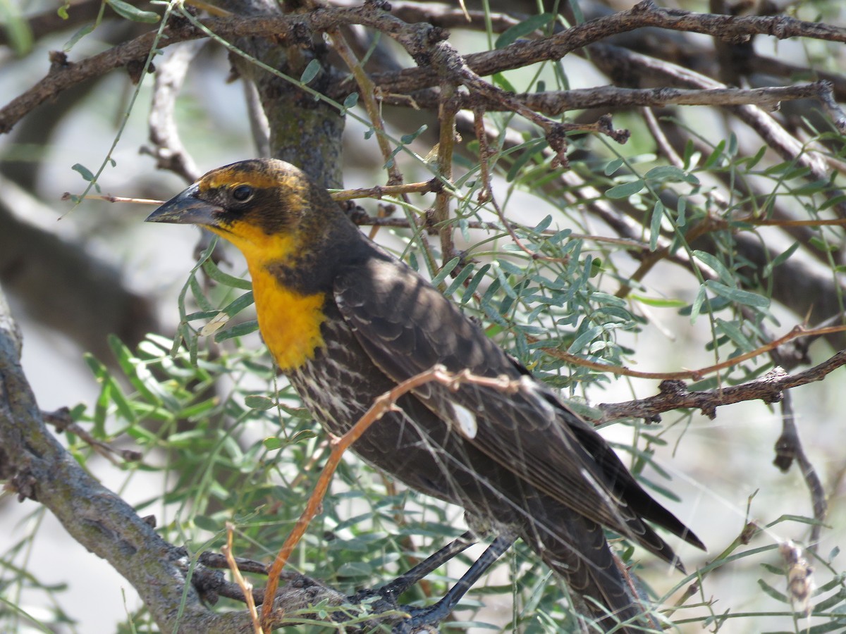 Yellow-headed Blackbird - ML393887981