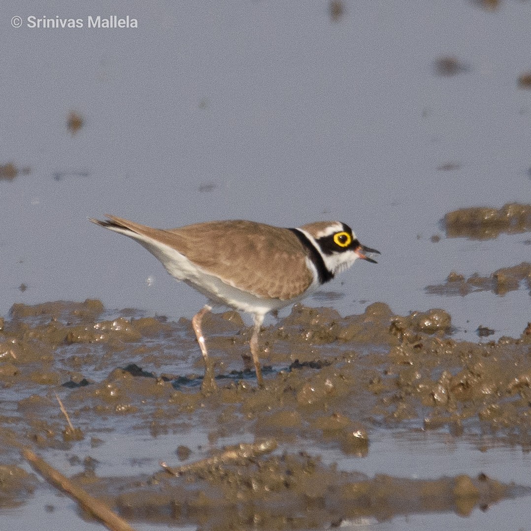 Little Ringed Plover - ML393888131