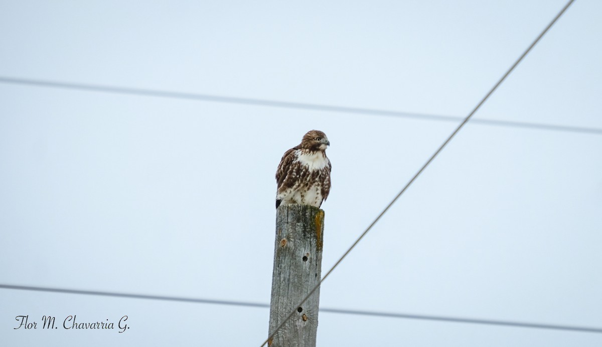 Red-tailed Hawk - ML393890651