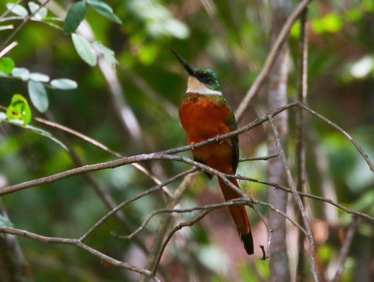 Rufous-tailed Jacamar - ML393890871