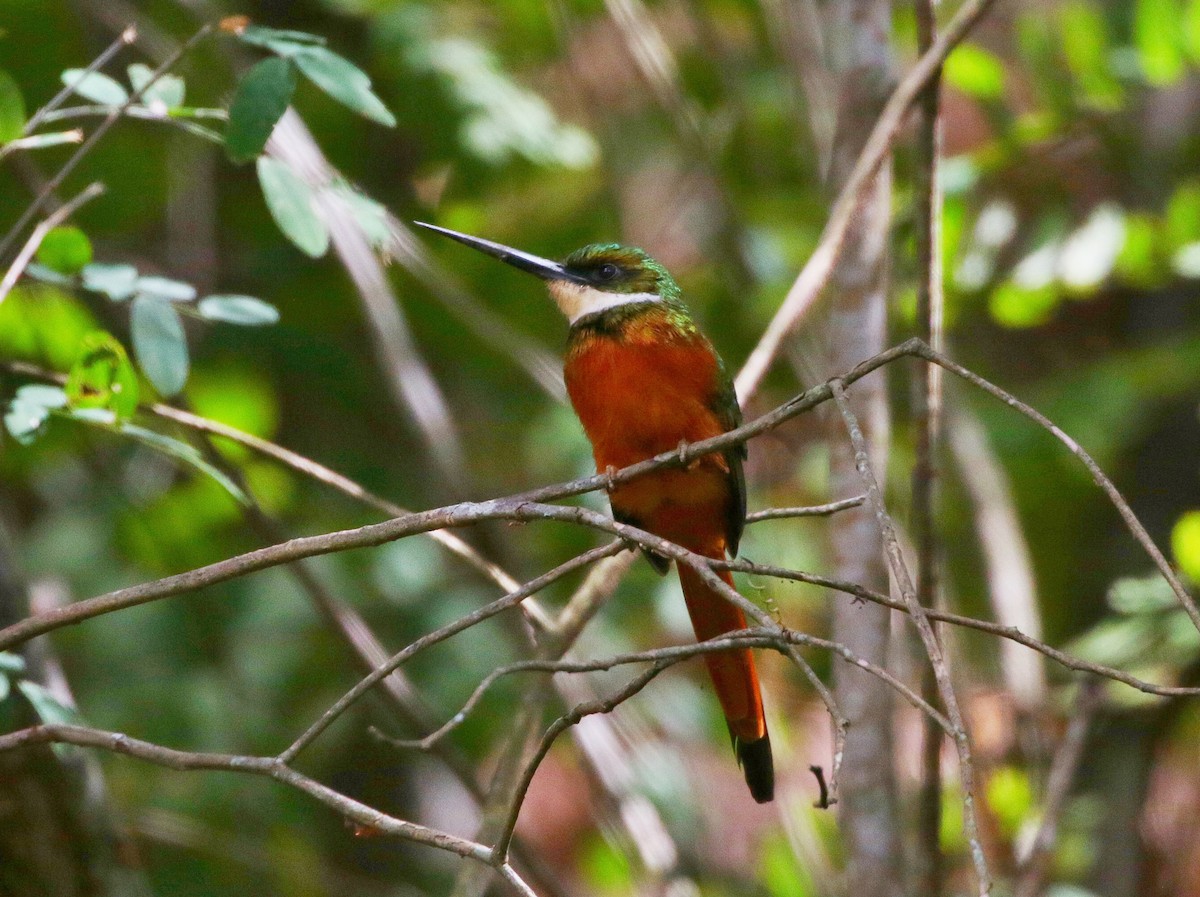 Rufous-tailed Jacamar - ML393890881