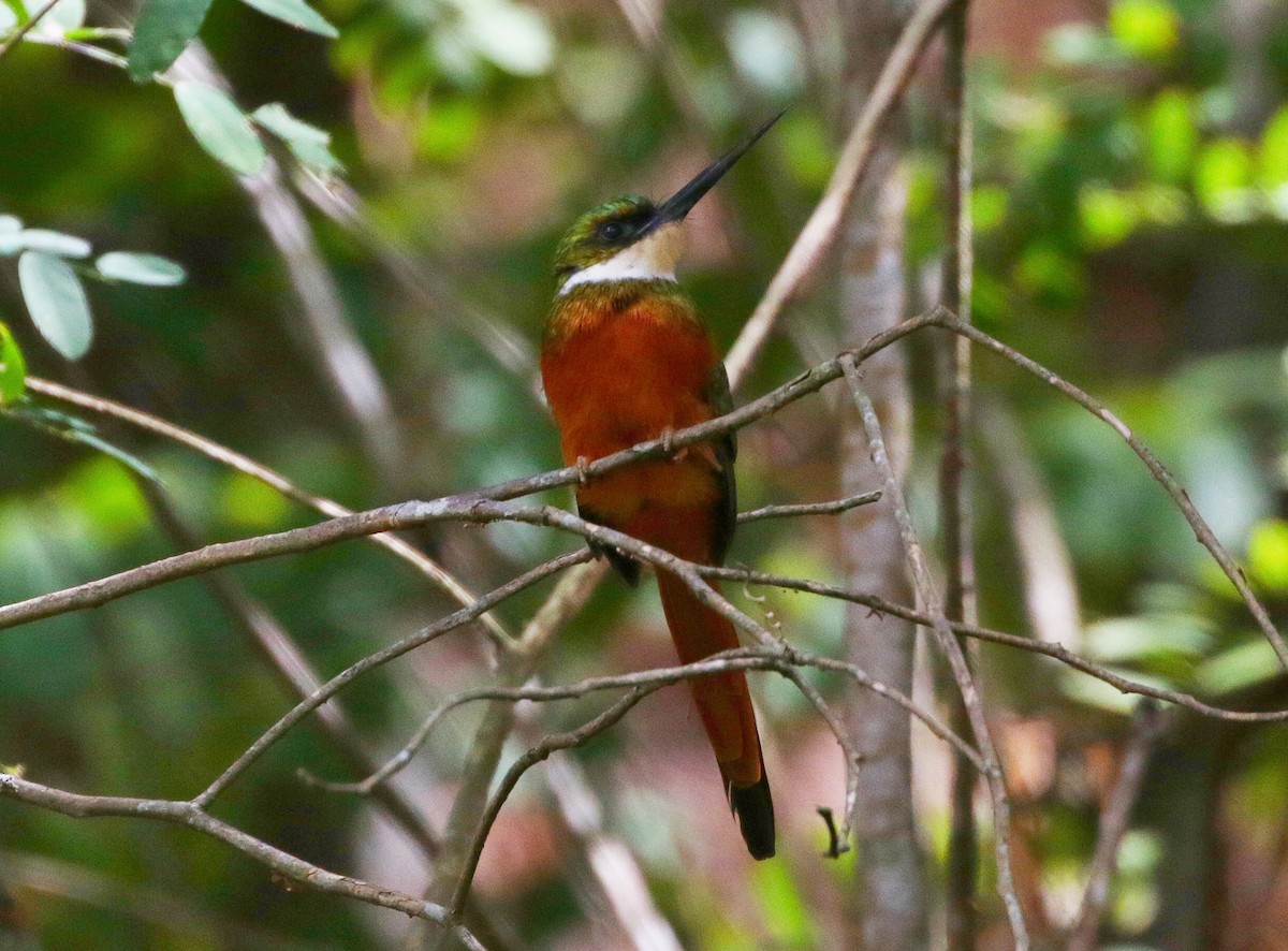 Rufous-tailed Jacamar - ML393890901