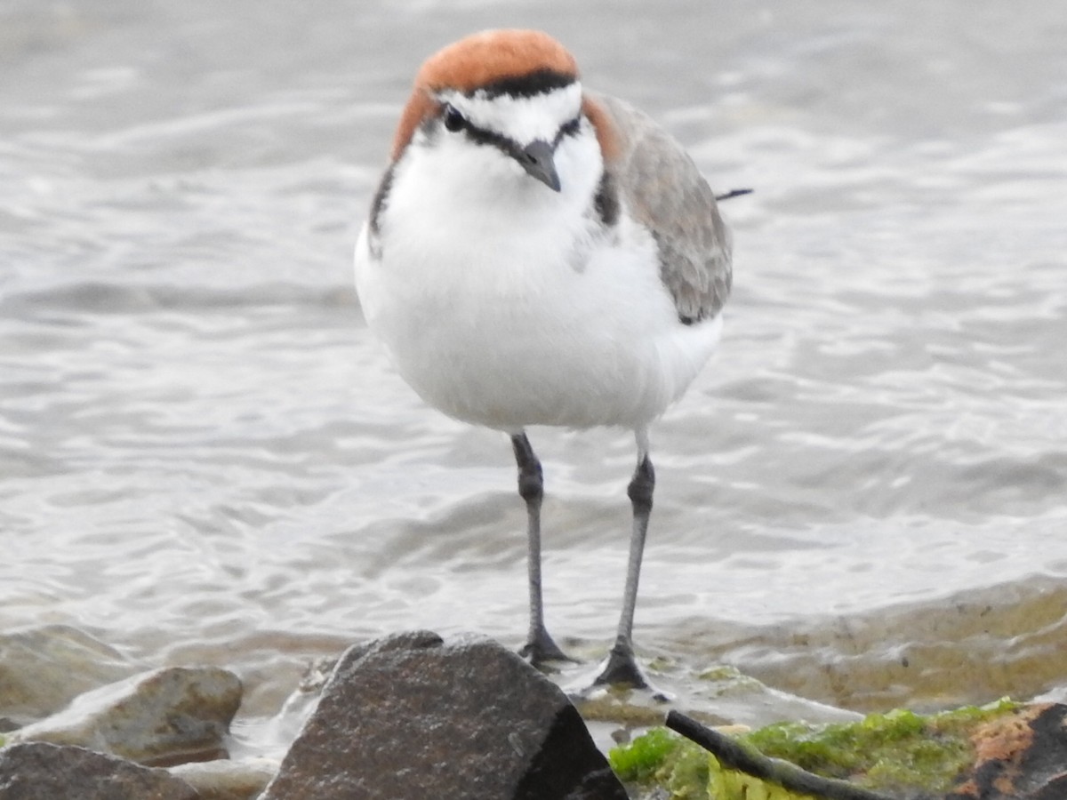 Red-capped Plover - Stephen Spector