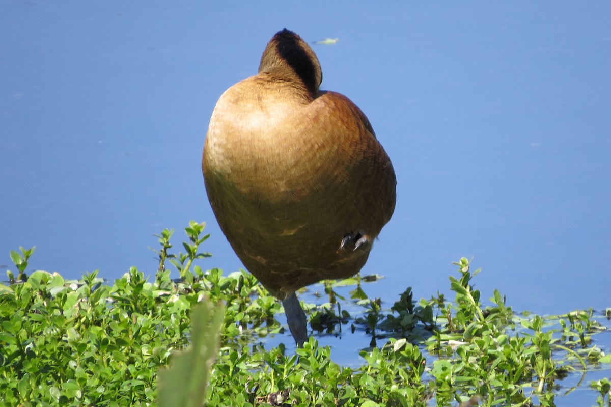Fulvous Whistling-Duck - ML39389161
